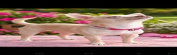 Chihuahua dogs for sale: Stunning short haired chihuahua  - Advert 2