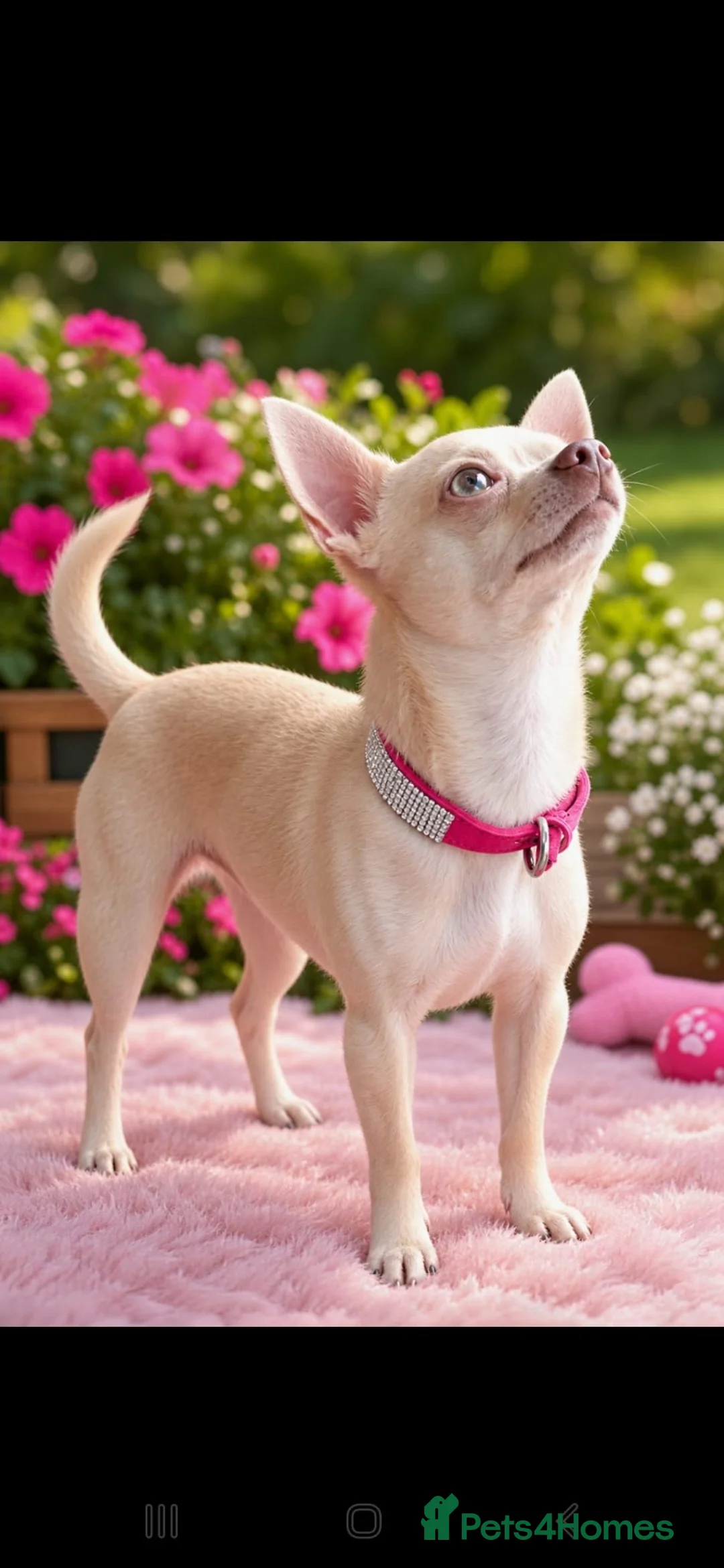 Chihuahua dogs for sale: Stunning short haired chihuahua  - Advert 2