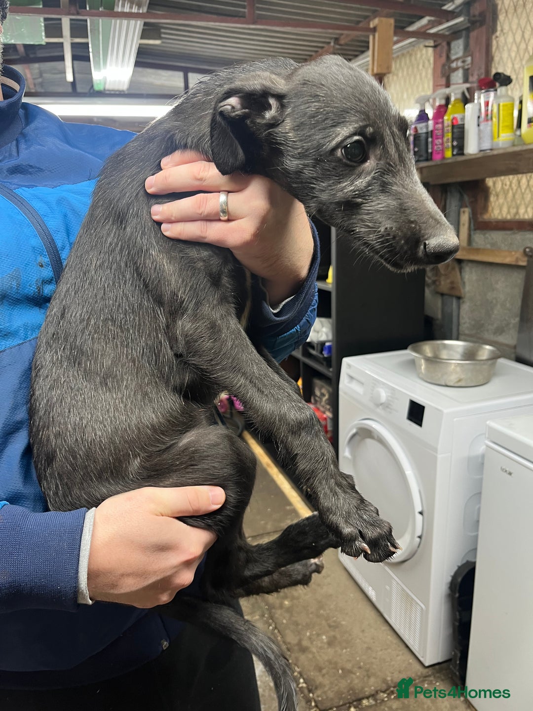 Deerhound dogs for sale: Female deerhound  - Image 1