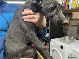 Deerhound dogs - Advert 36