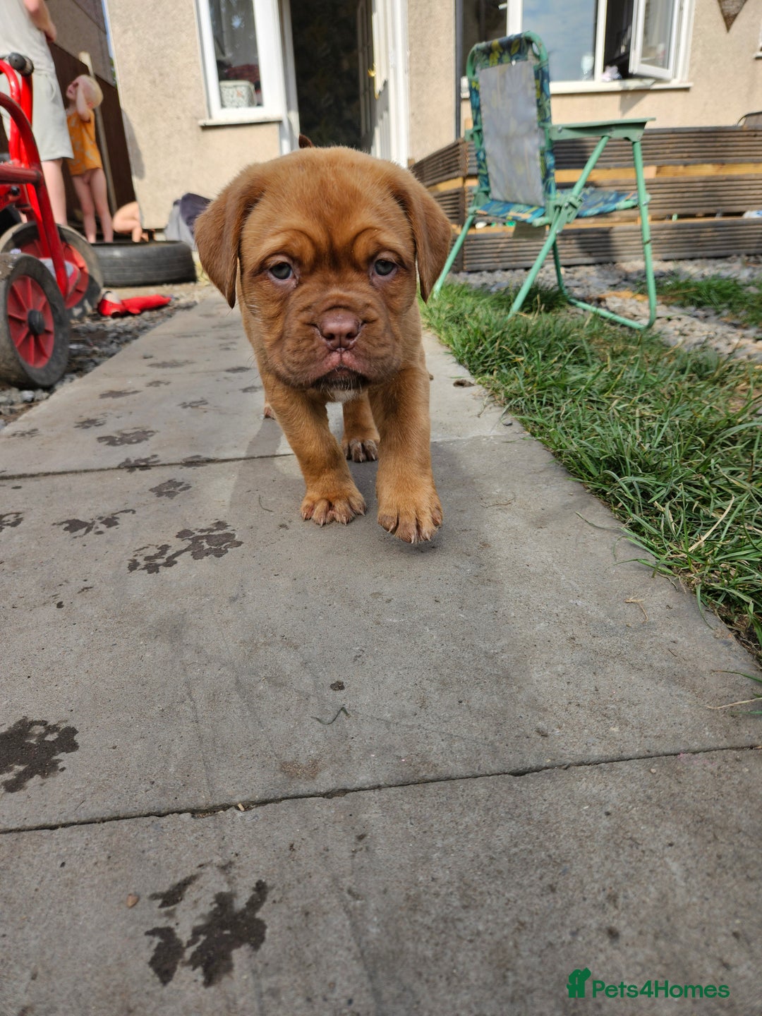 Dogue De Bordeaux dogs for sale: Dogue de bordeaux pups  - Image 14