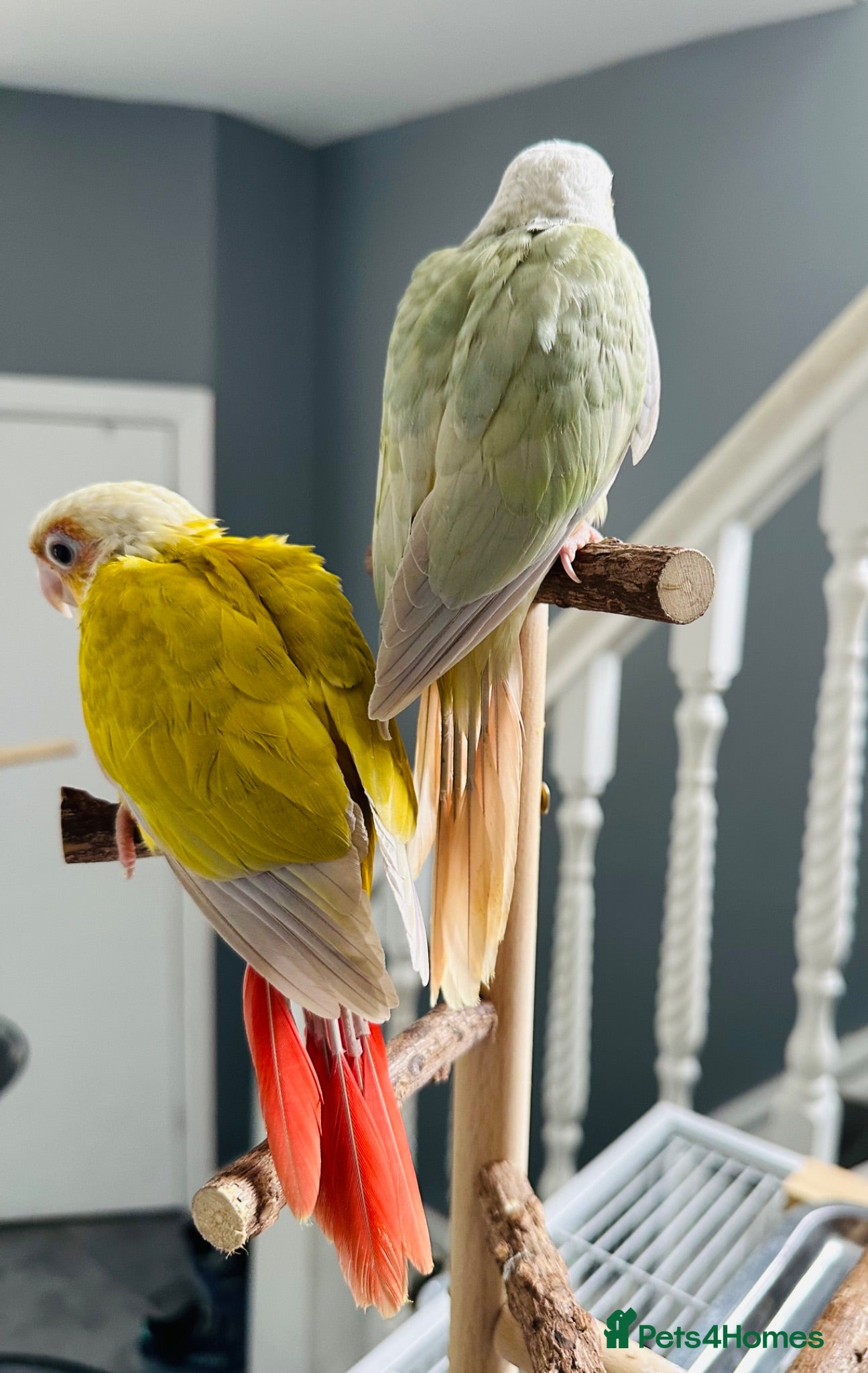 Conures birds Super Tame Baby Parrot Conures - Advert 1