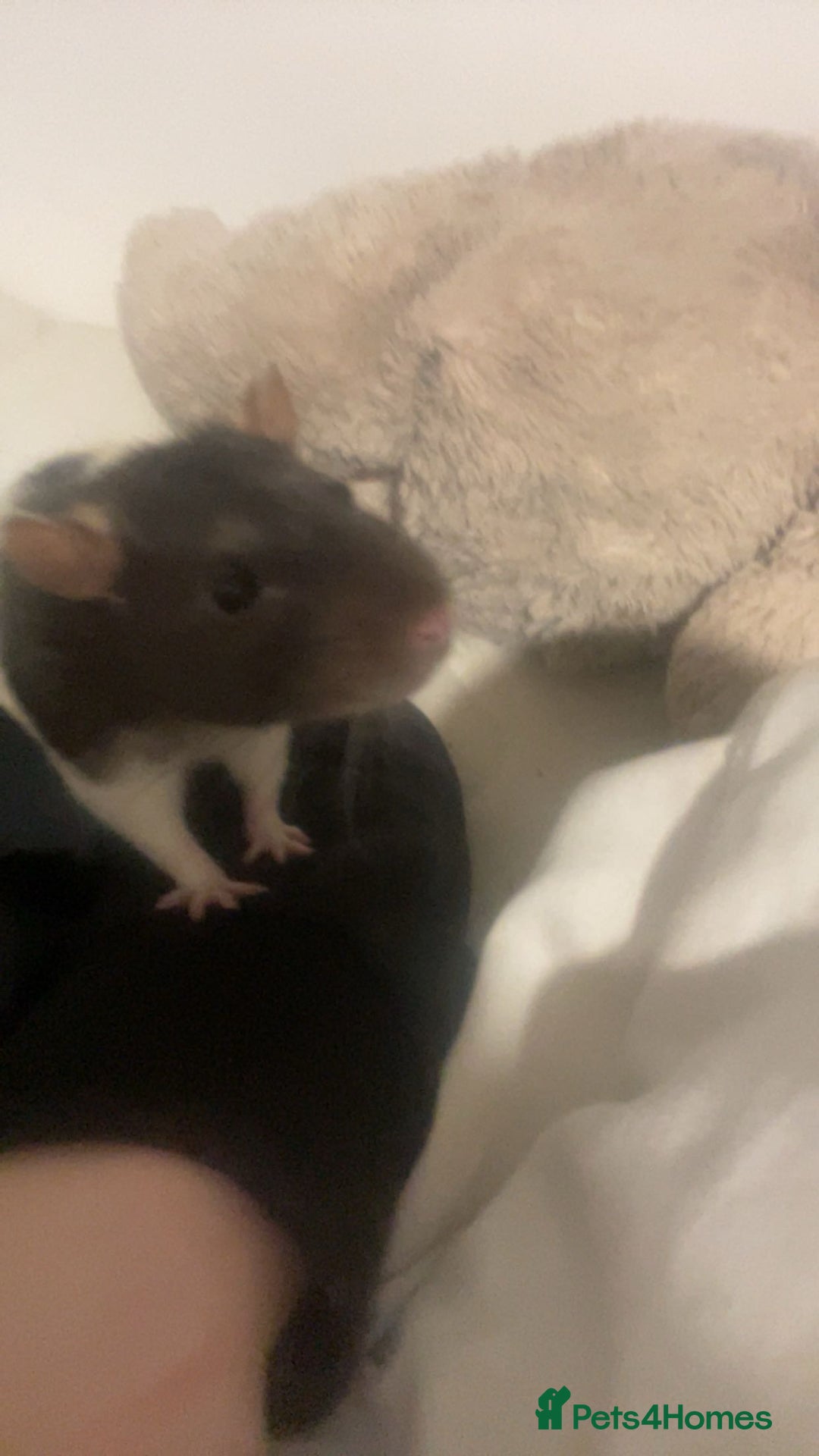 Rat rodents for sale: Friendly male rat need home quick - Image 2