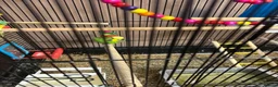 Budgerigars birds for sale: 3 budgies and cadge  in Preston - Advert 1