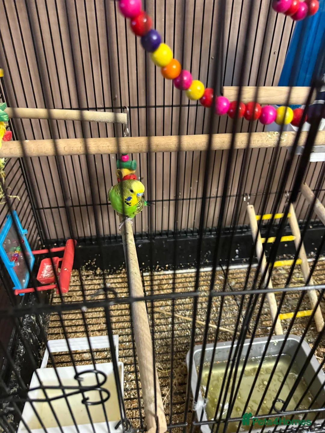 Budgerigars birds for sale: 3 budgies and cadge  in Preston - Advert 1