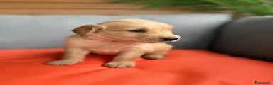 Golden Retriever 8