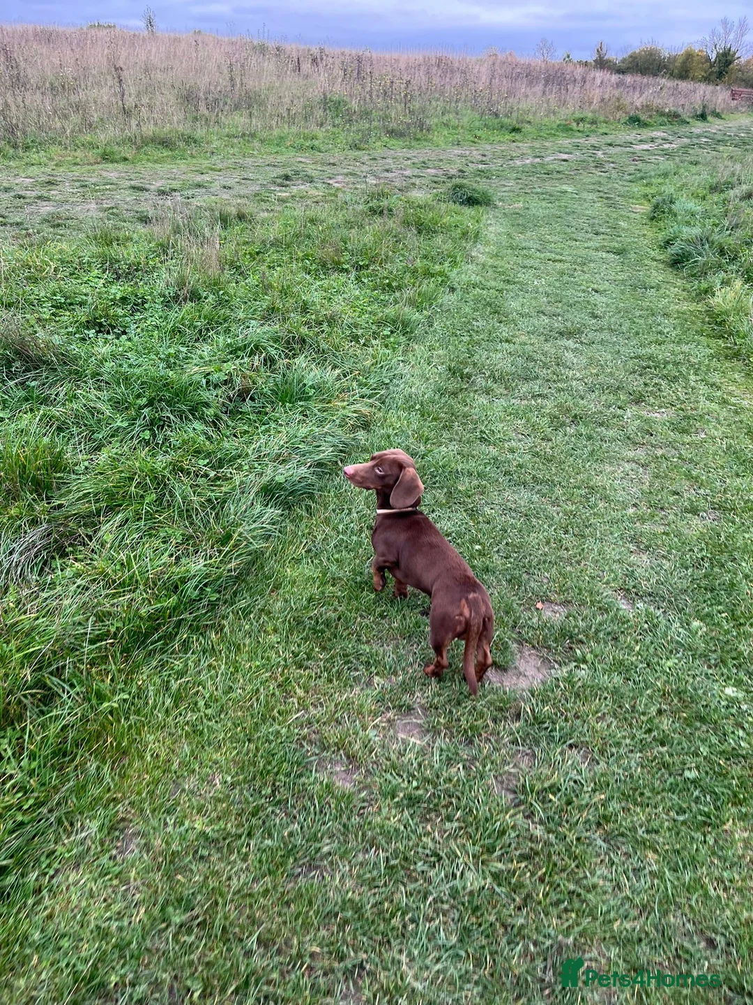 Dachshund dogs for stud: Dachshund stud - Advert 4