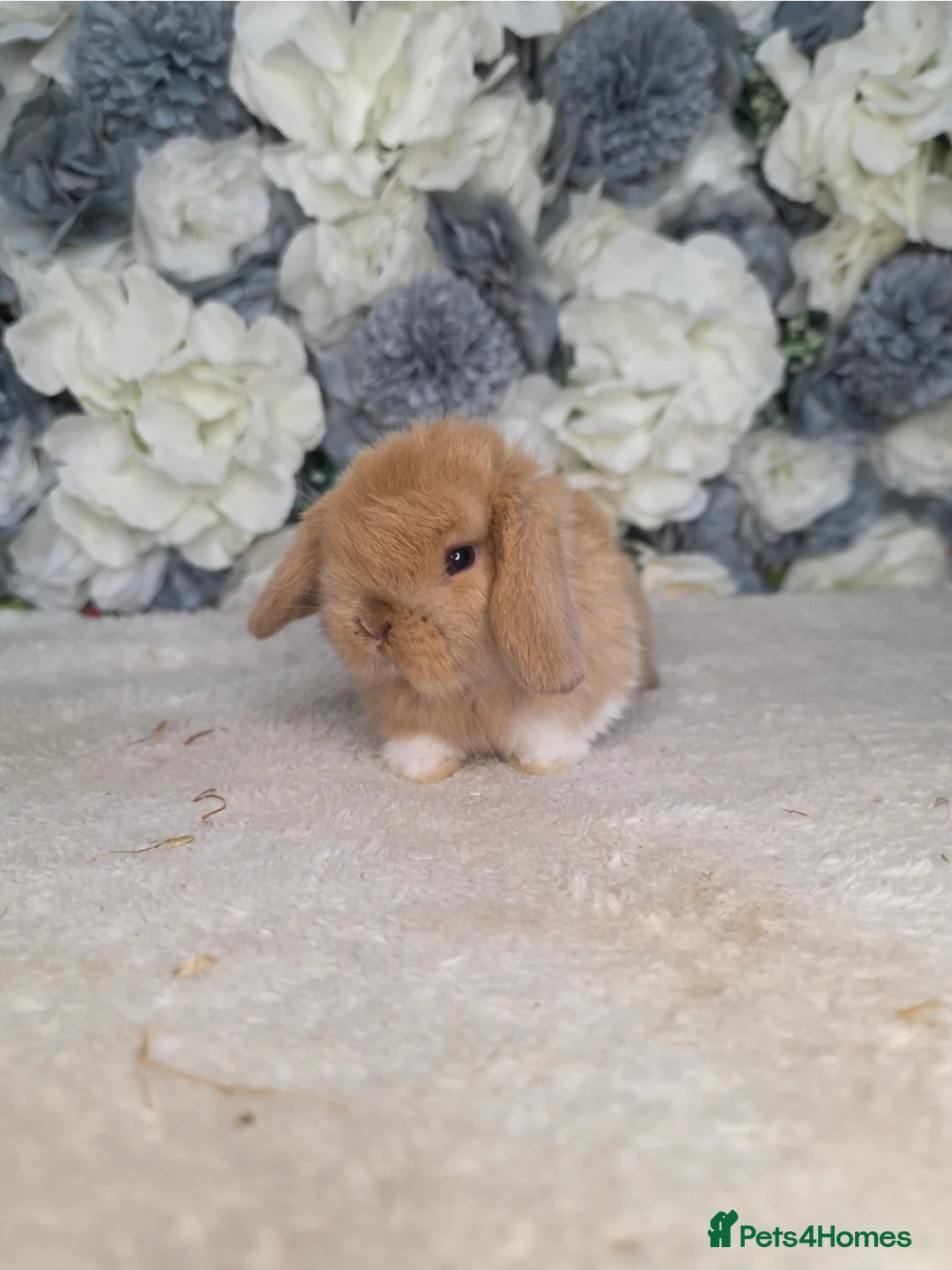 Mini Lop rabbits for sale: 🐰 Stunning Mini Lop Babies Ready from 29th June - Advert 16