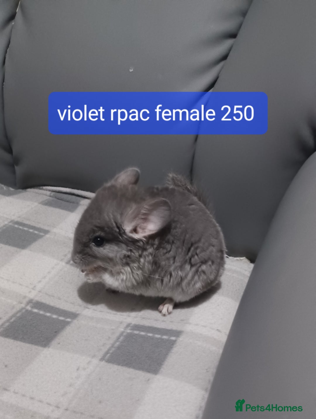 Chinchilla rodents for sale: Chinchilla kits to reserve  - Advert 5