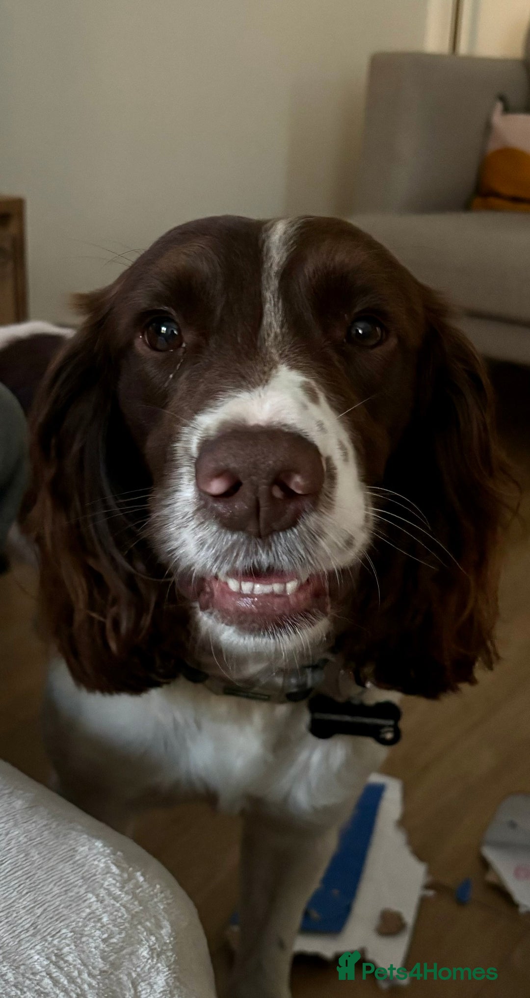 English Springer Spaniel dogs for stud: English springer spaniel *Proven* in Durham - Advert 2