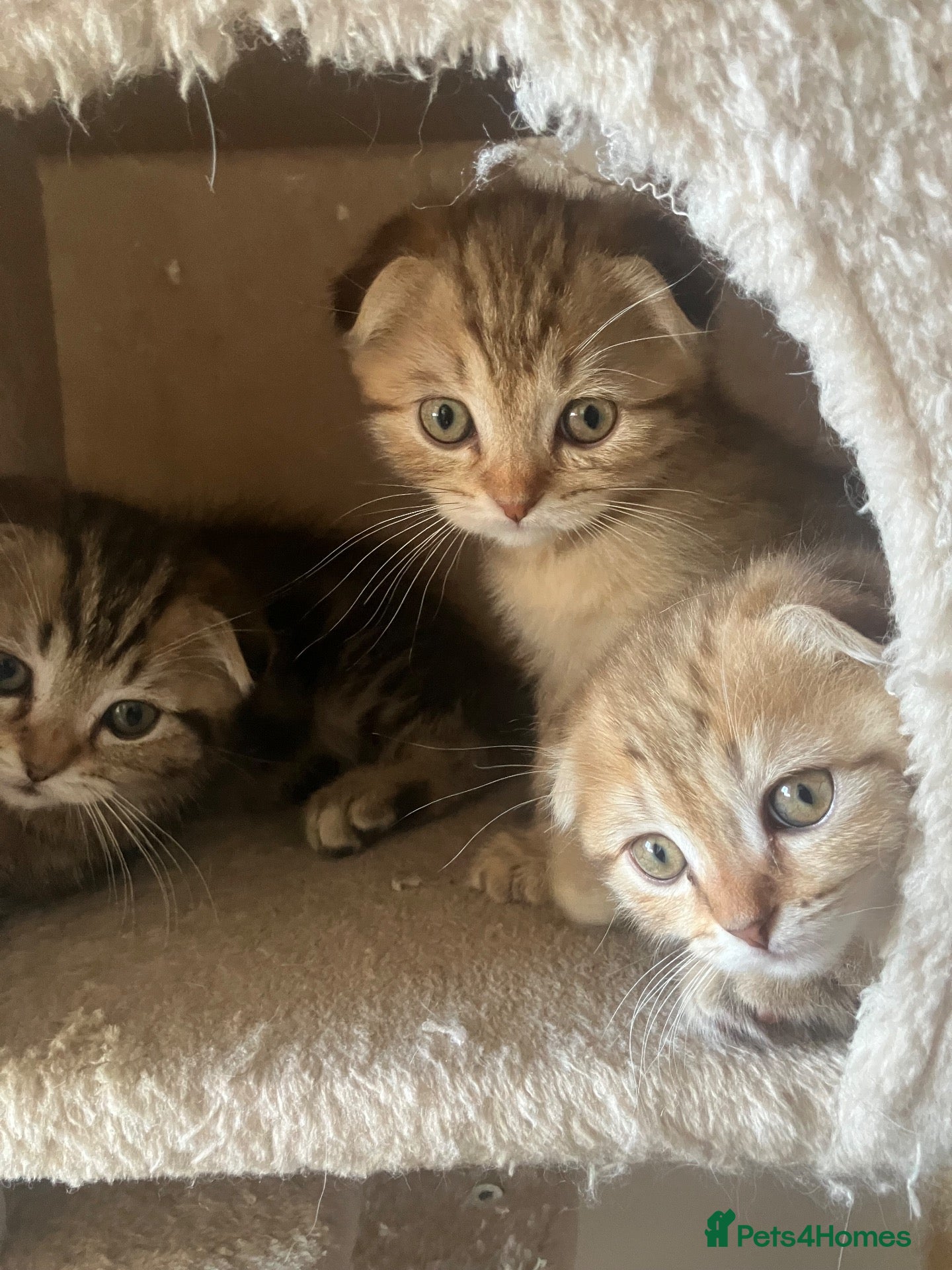Scottish Fold cats Scottish fold and straight kittens - Advert 9