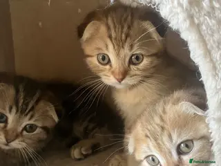 Scottish Fold cats Scottish fold and straight kittens - Advert 9