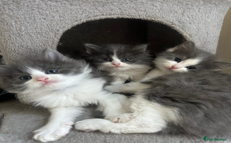 Ragdoll cats - Advert 3