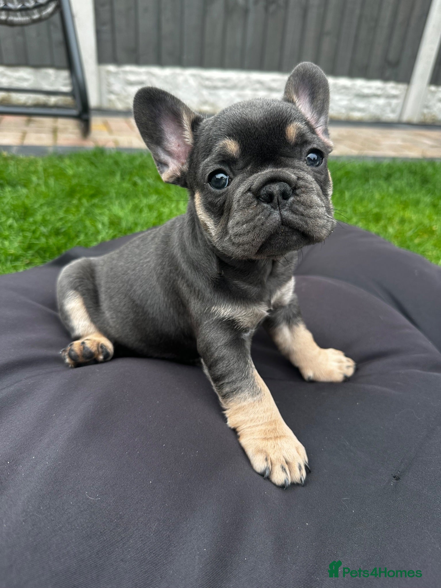 French Bulldog dogs ✨ Ready to go last girl french Bulldog Puppy ✨ - Advert 13