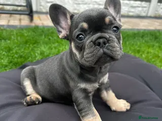 French Bulldog dogs ✨ Ready to go last girl french Bulldog Puppy ✨ - Advert 3