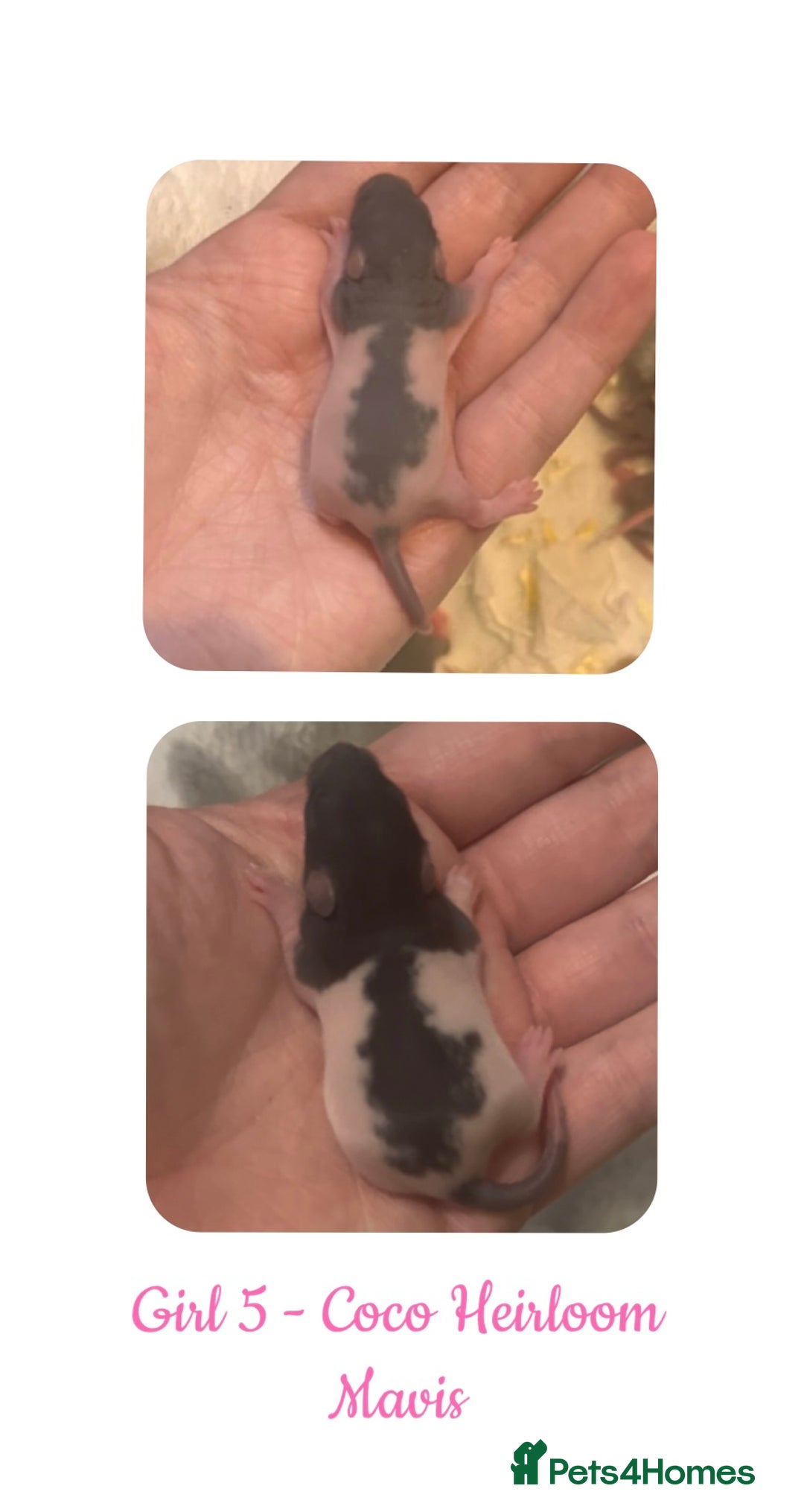 Rat rodents for sale: Beautiful Baby Rats  - Advert 5