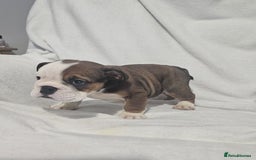 English Bulldog dogs for sale: Champion English bulldogs - Image 30