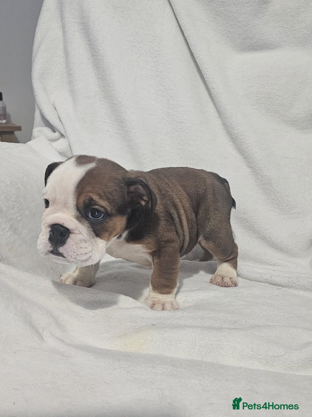 English Bulldog dogs for sale: Champion English bulldogs - Image 30