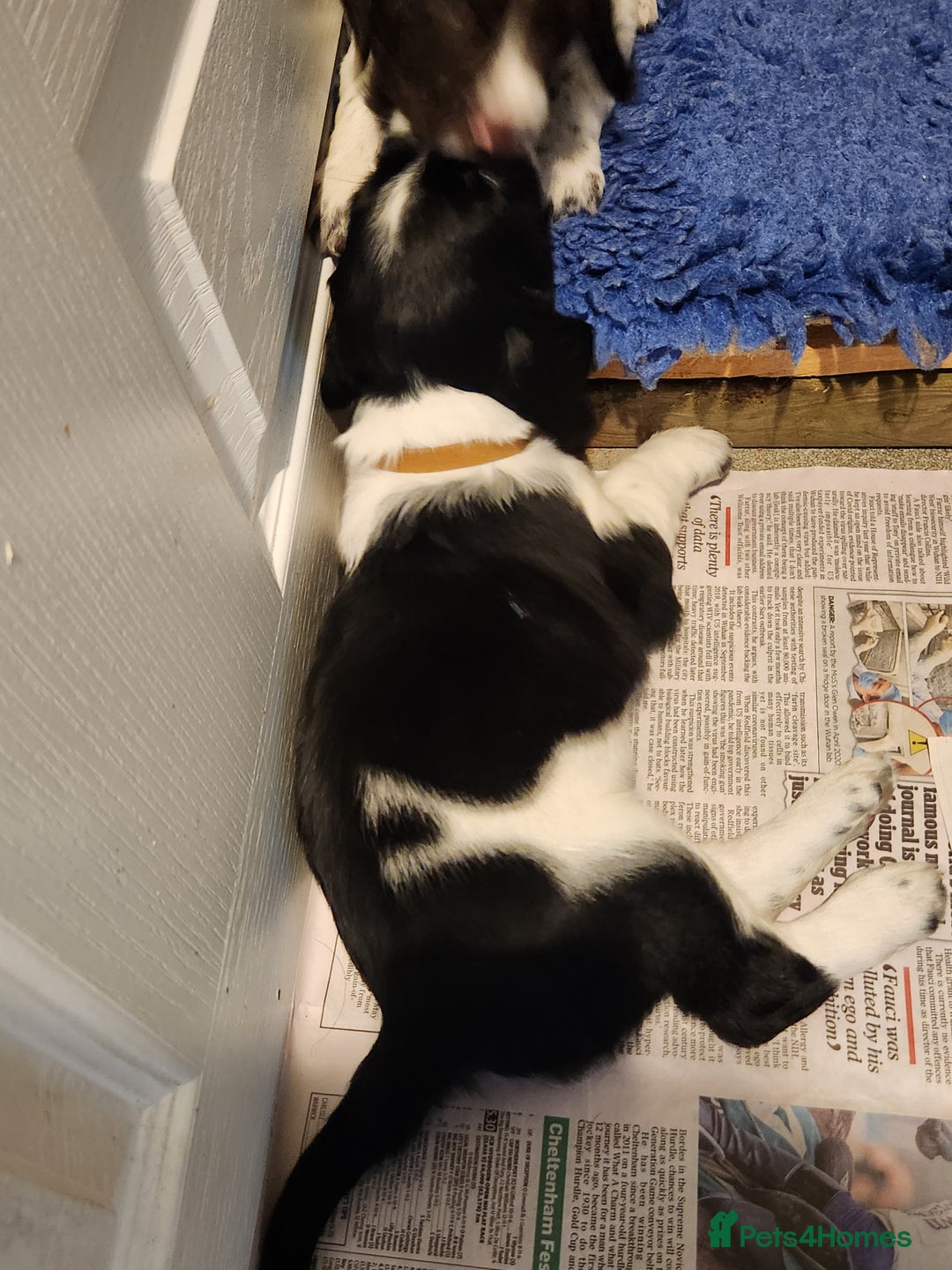 English Springer Spaniel dogs for sale: KC Registered ESS Pups *WELL MARKED* - Image 21