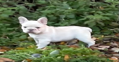 French Bulldog dogs KC REGISTERED HEALTHTESTED FRENCH BULLDOG PUPPIES  - Advert 4