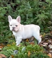French Bulldog dogs KC REGISTERED HEALTHTESTED FRENCH BULLDOG PUPPIES - Advert 6