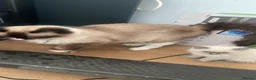 Ragdoll cats for sale: Ragdoll kitten and adult in Brighton - Advert 4