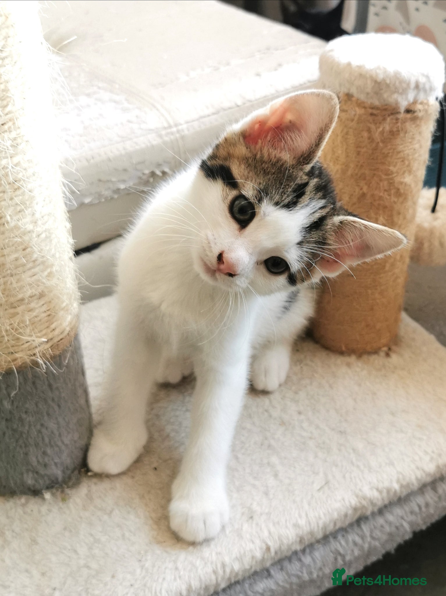 Mixed Breed cats for sale: Gorgeous, sweet natured & very playful kittens in London - Advert 3