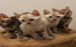 Bengal cats for sale: Snow and Brown boy TICA bengal kittens  - Image 4