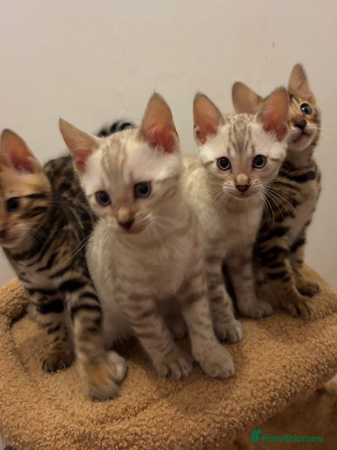 Bengal cats for sale: Snow and Brown boy TICA bengal kittens  - Image 4