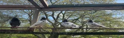 Pigeons birds for sale: Pakistani high flyers for sale  - Advert 3