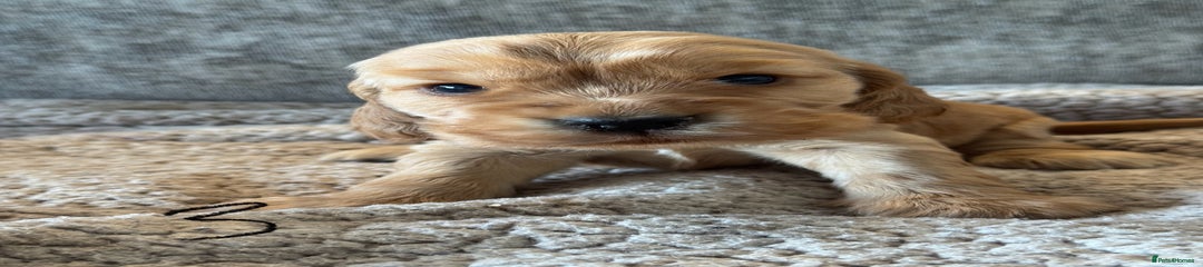 Cocker Spaniel Puppy 3