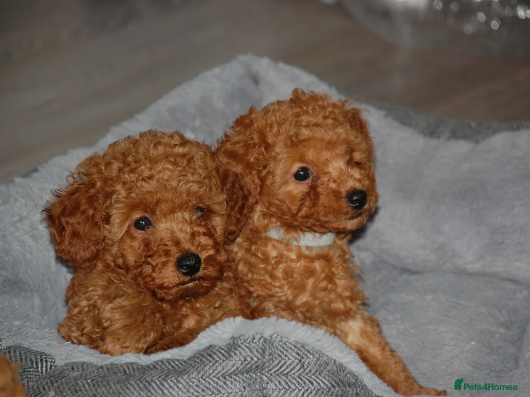 Toy Poodle dogs for sale: Champion blood Beautiful solid red KC toy poodle - Advert 1