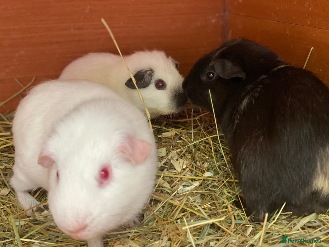 Guinea Pig rodents for sale: Mix of baby boy Guineapigs  - Image 5