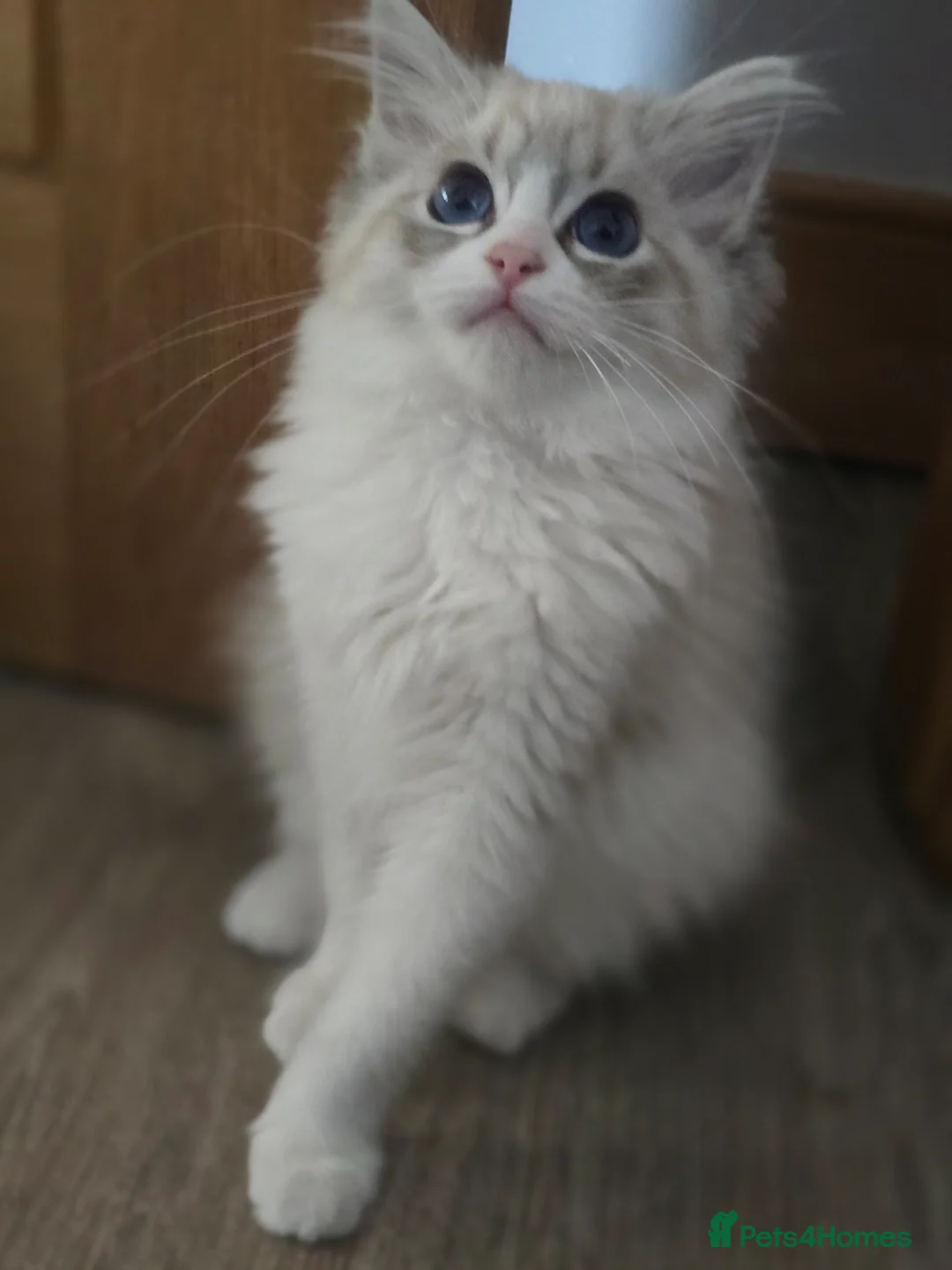 Ragdoll cats for sale: Tica Pedigree Ragdolld in Dalkeith - Advert 15