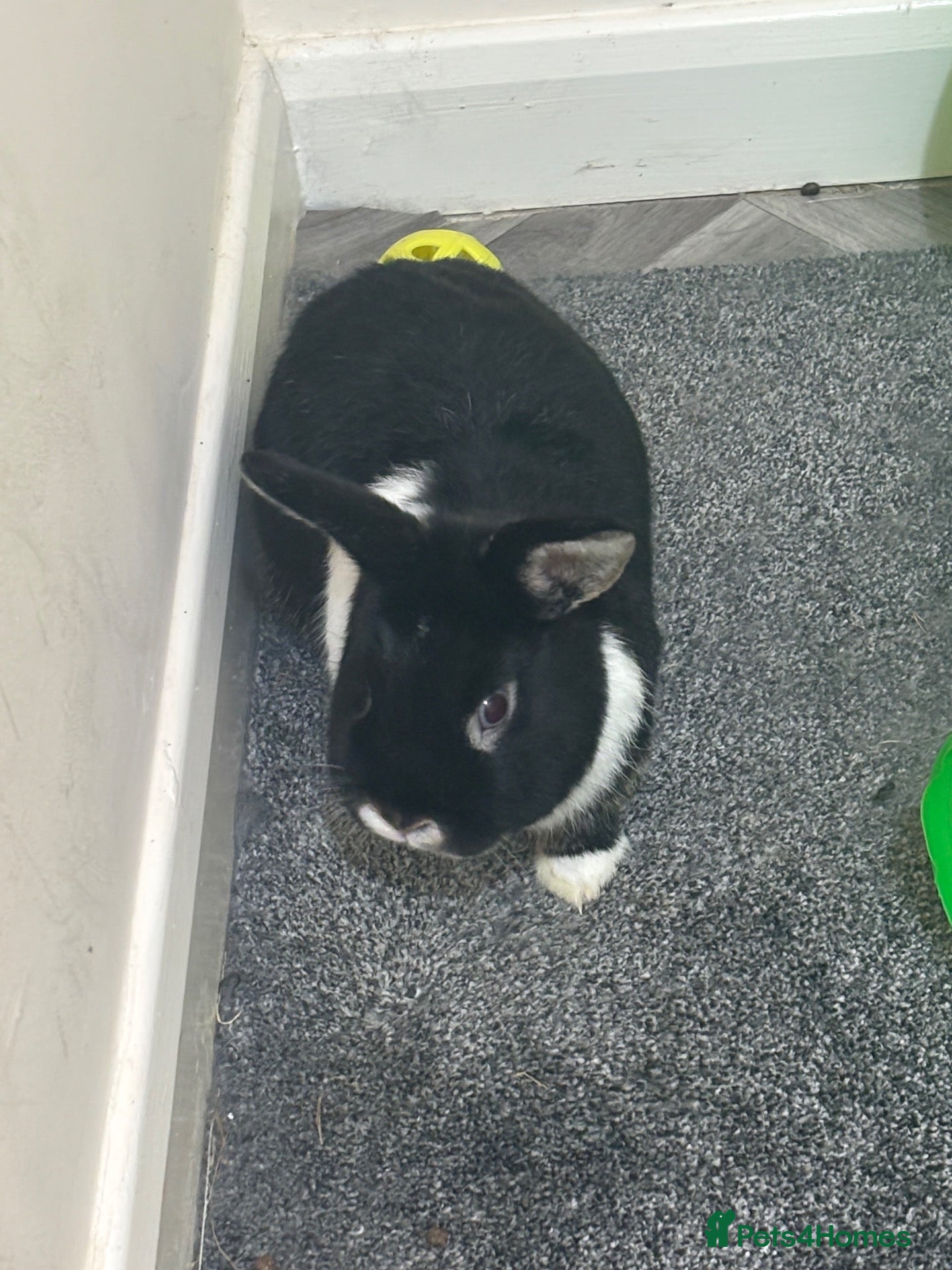 Mixed Breed rabbits Male rabbit for rehome - Advert 1