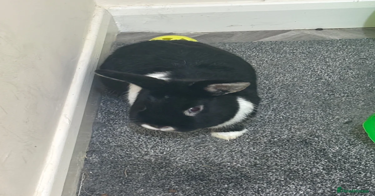 Male rabbit for rehome for sale in Kettering | Pets4Homes