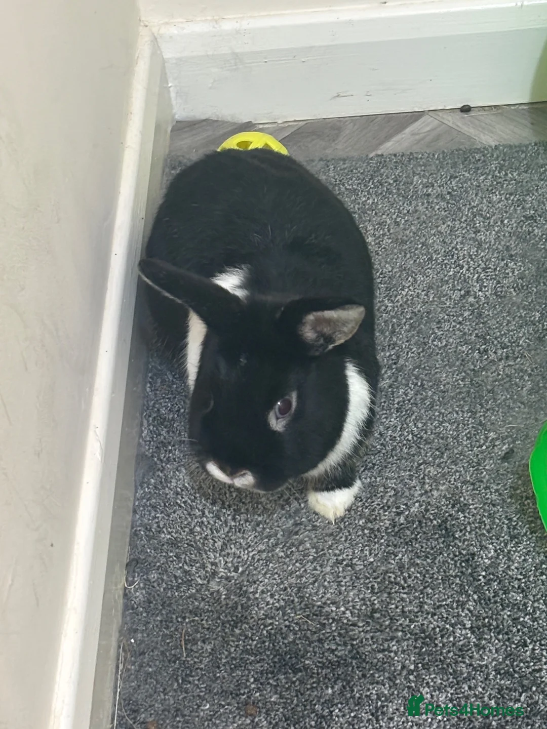 Mixed Breed rabbits for sale: Male rabbit for rehome - Advert 1