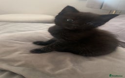 Ragdoll cats for sale: Black half Ragdoll male kitten available  - Image 3
