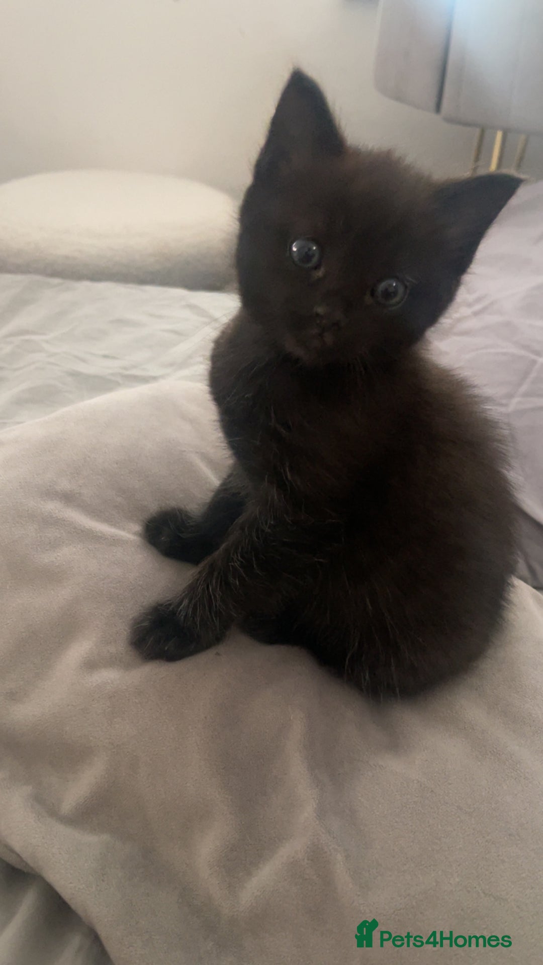 Ragdoll cats for sale: Black half Ragdoll male kitten available  - Image 3