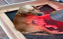 Golden Retriever dogs for sale: Beautiful GR Puppies – No Expense Spared! - Image 18