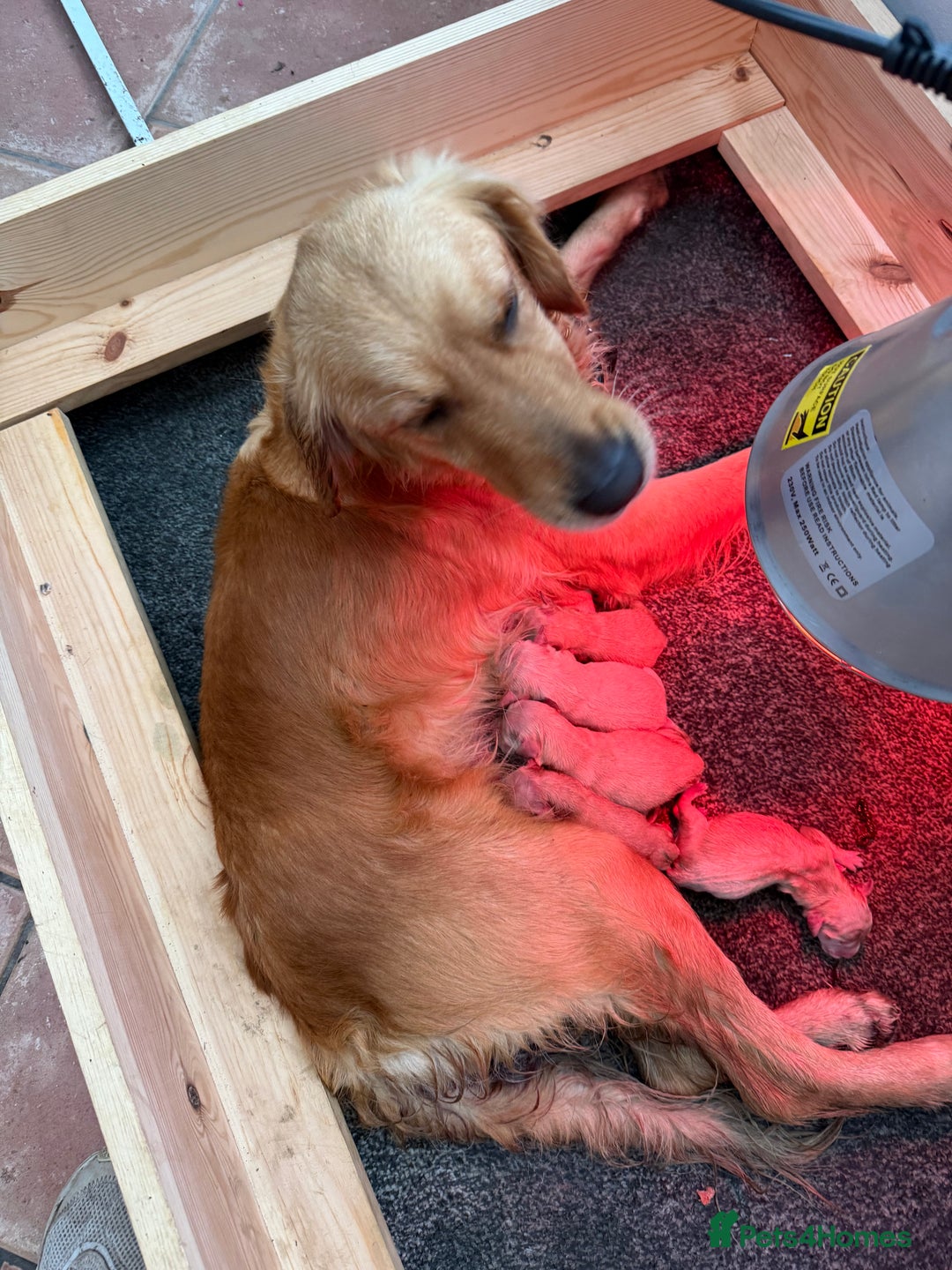 Golden Retriever dogs for sale: Beautiful GR Puppies – No Expense Spared! - Image 18