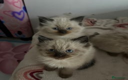 Ragdoll cats for sale: Beautiful, fluffy seal point ragdoll babies - Advert 9