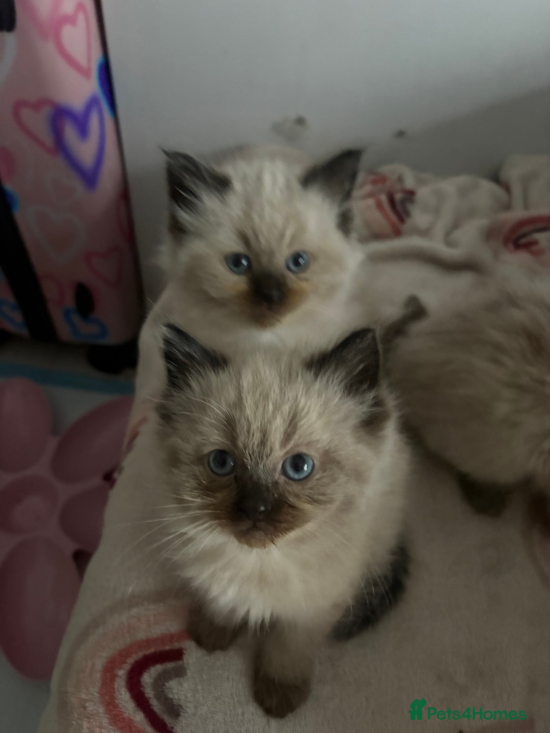 Ragdoll cats for sale: Beautiful, fluffy seal point ragdoll babies - Advert 9