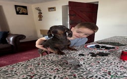 Miniature Dachshund dogs for sale: Adorable KC Reg smooth coated mini Dachshunds - Image 4