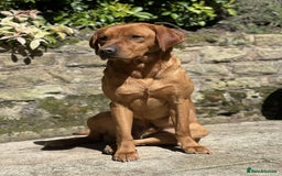 Labrador Retriever dogs for sale: KC Working Labrador Puppies - Image 11