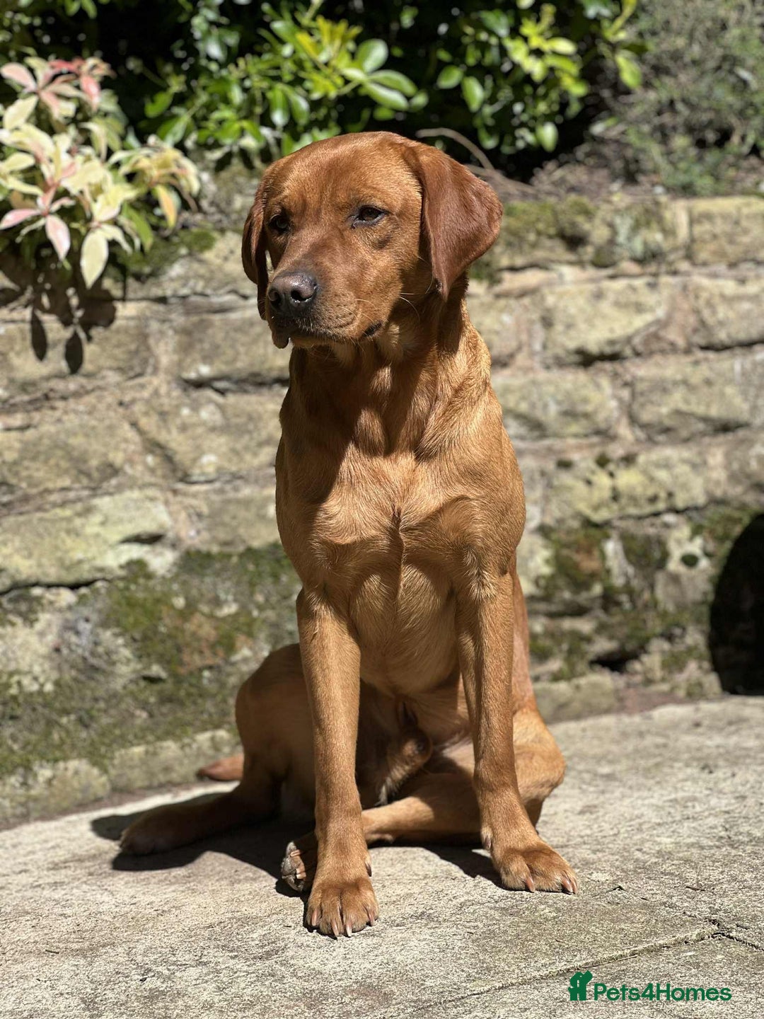 Labrador Retriever dogs for sale: KC Working Labrador Puppies - Image 11