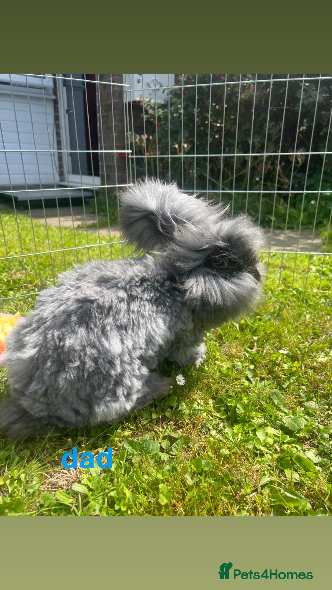 Angora rabbits for sale: pedigree english angora  - Advert 3