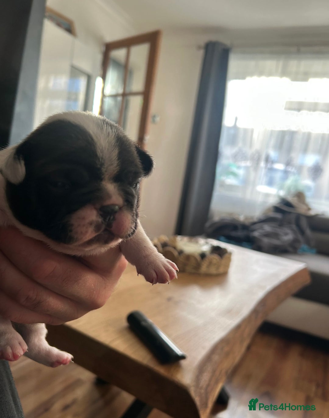 French Bulldog dogs for sale: French bulldogs ready for 12 January  - Advert 2
