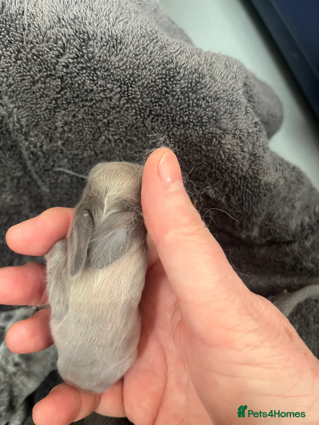 Mini Lop rabbits for sale: Gorgeous Mini Lops - Advert 13