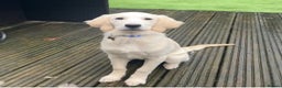 Golden Retriever dogs for sale: STUNNING CHAMPAGNE KC GIRL - Advert 11